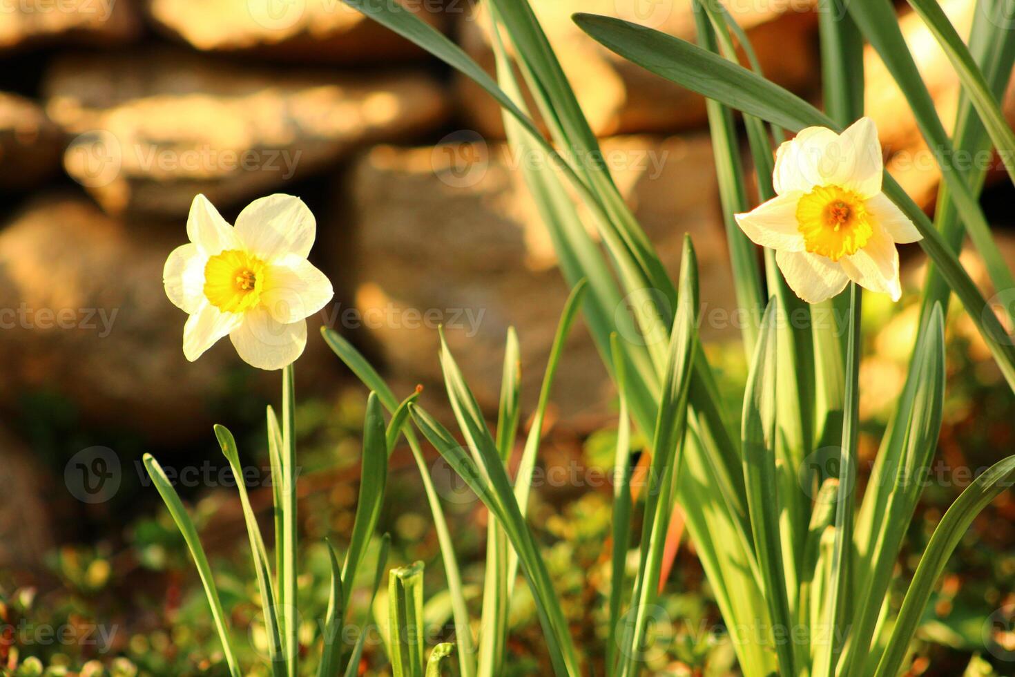 Narcissus is a genus of predominantly spring flowering perennial plants of the amaryllis family, Amaryllidaceae. photo
