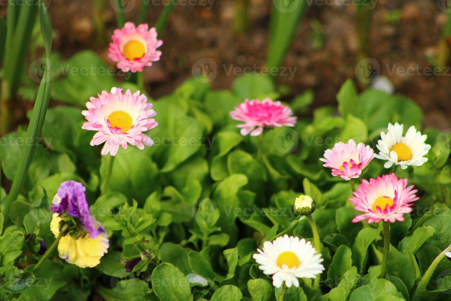 a bunch of flowers that are in a pot. daisy flower photo