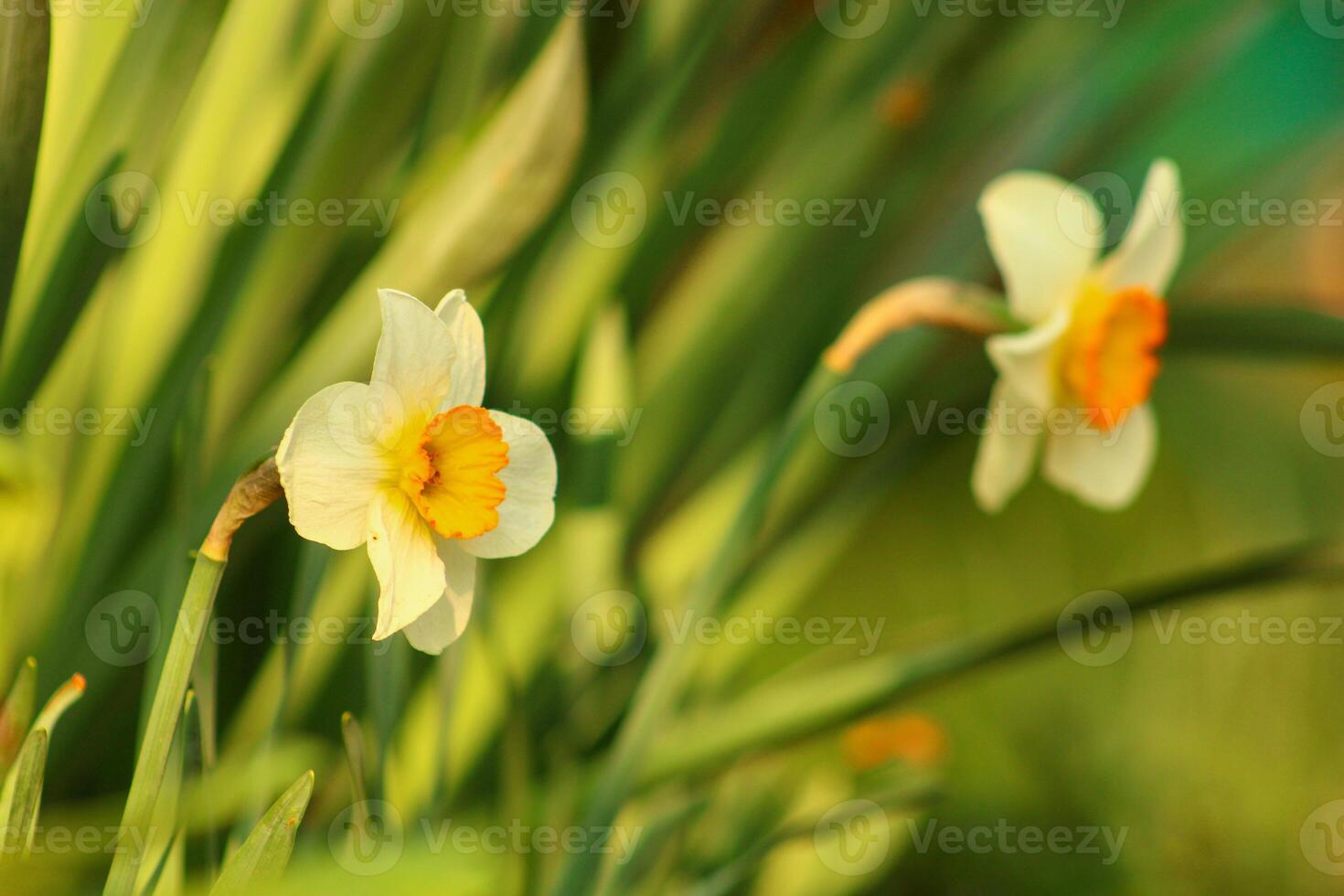 Narcissus is a genus of predominantly spring flowering perennial plants of the amaryllis family, Amaryllidaceae. photo