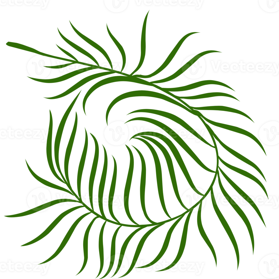 Summer palm leaves illustration png