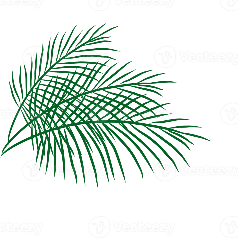 Summer palm leaves illustration png