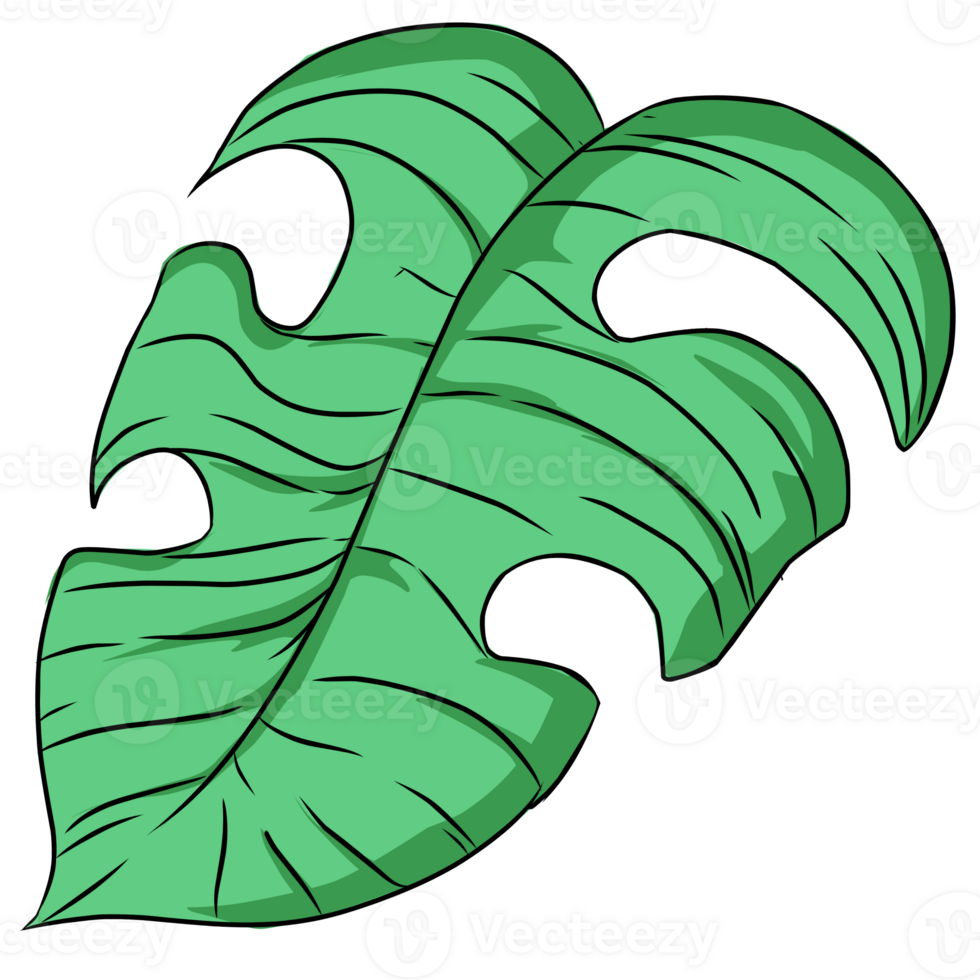 Summer monstera leaves illustration png