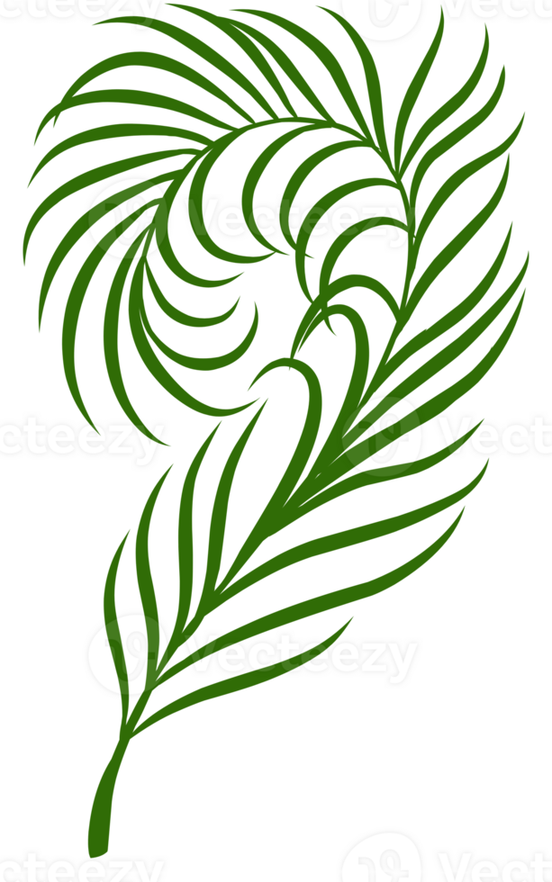 Summer palm leaves illustration png