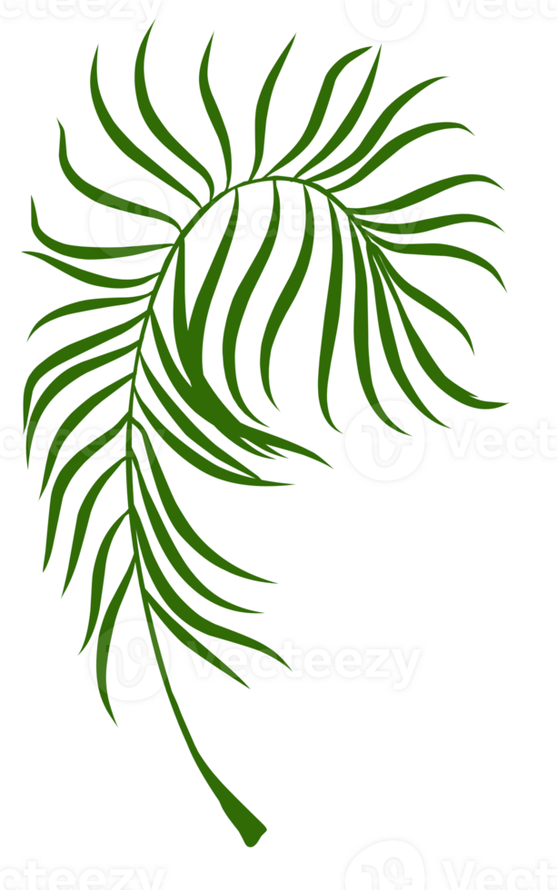 Summer palm leaves illustration png