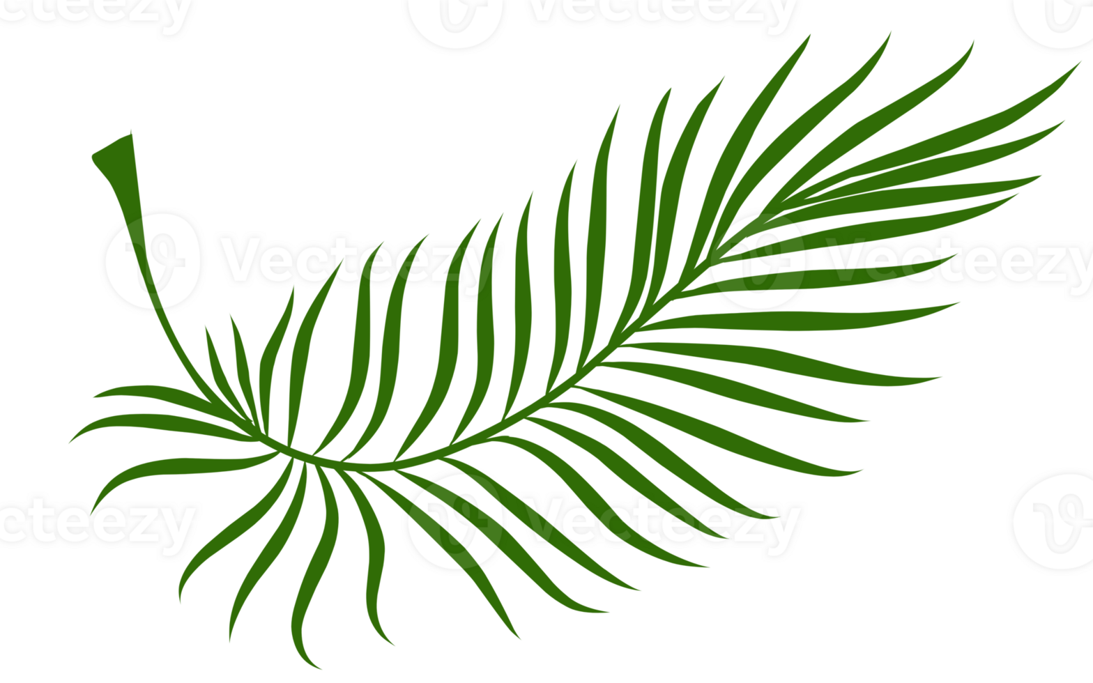Summer palm leaves illustration png