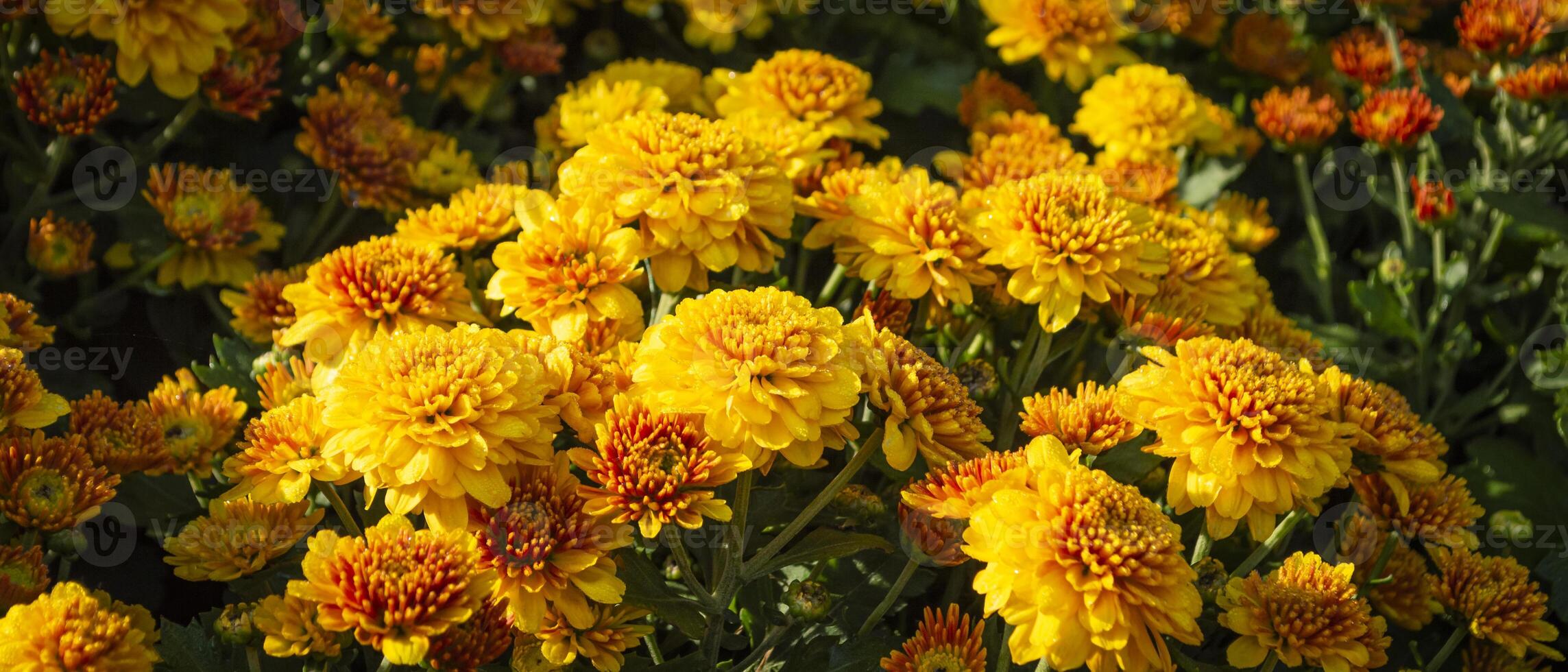 yellow flowers in the garden photo
