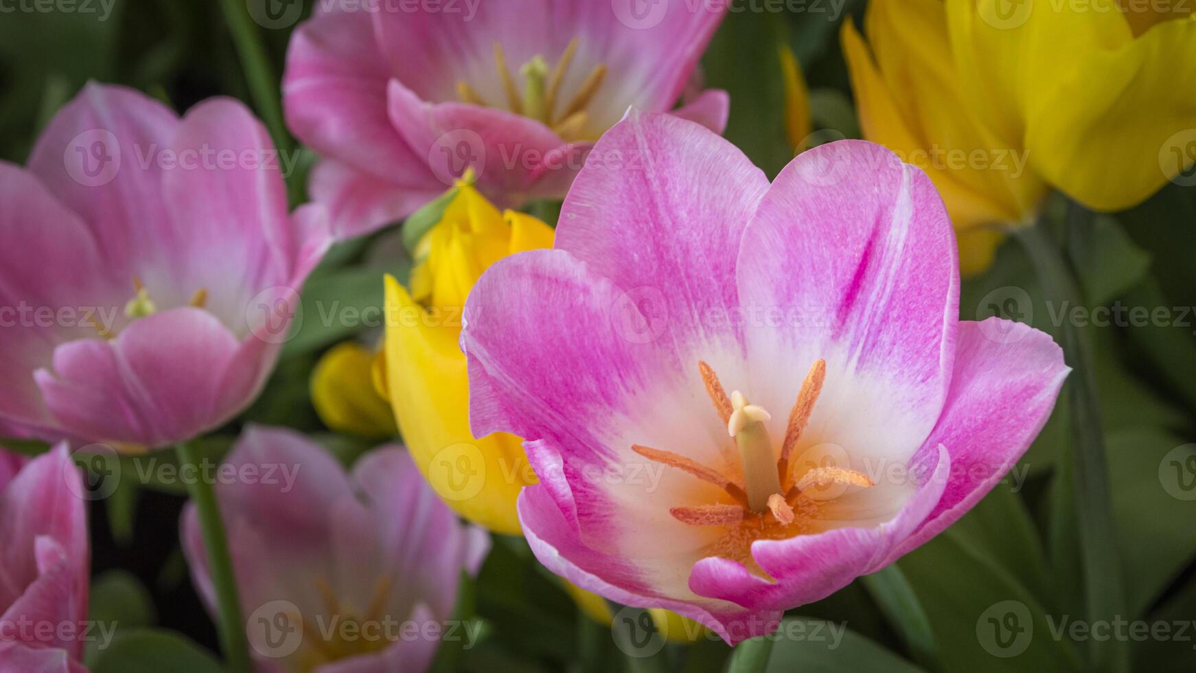 a close up of many pink and yellow tulips photo