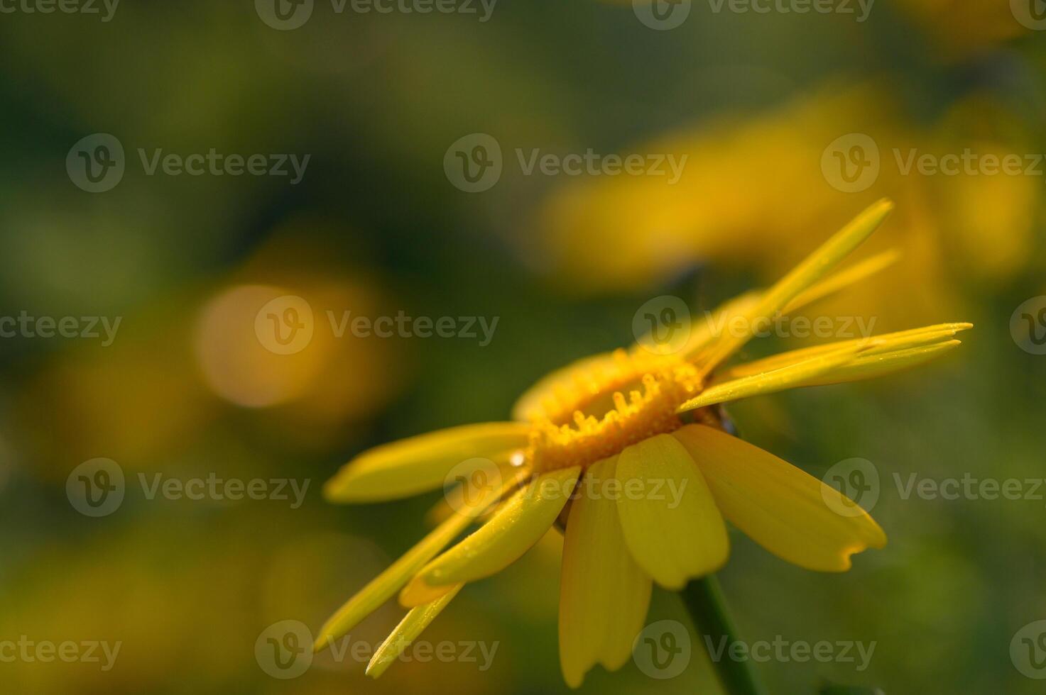 beautiful yellow flowers in the field at sunset 6 photo