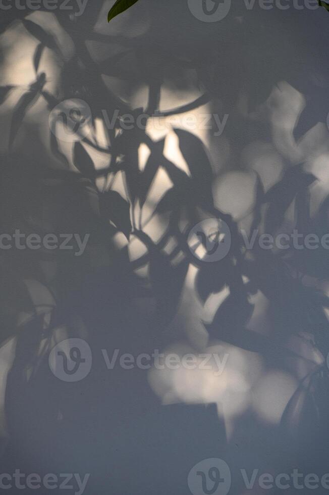 Trees branch and leaf with shadow on yellow paper background. Place for text, copy space, top view photo