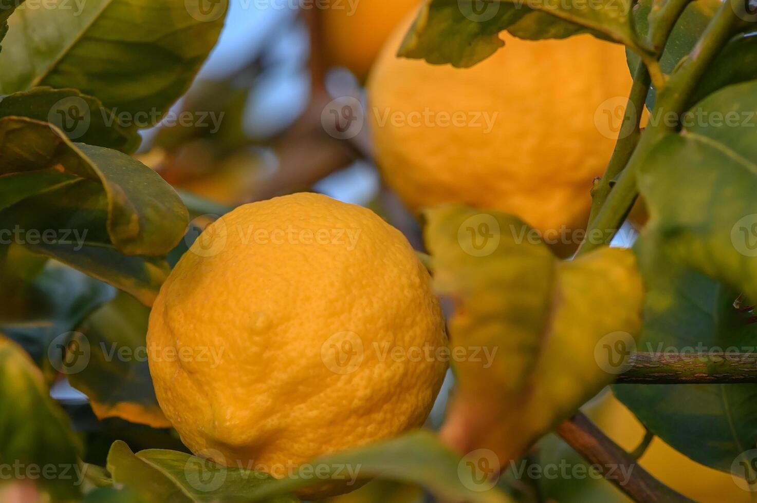 Bunch of fresh ripe lemons on a lemon tree branch in sunny garden.1 photo