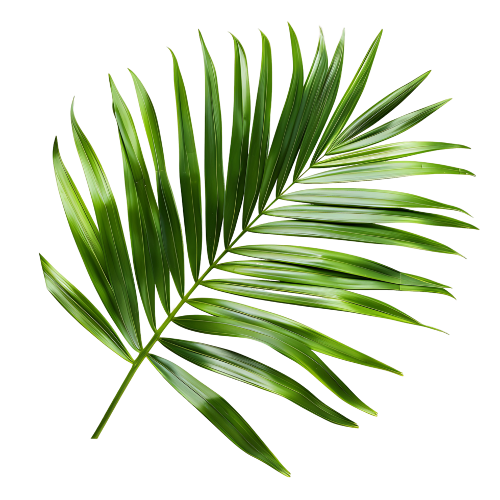 Lush Cutouts of Verdant Palm Leaves png