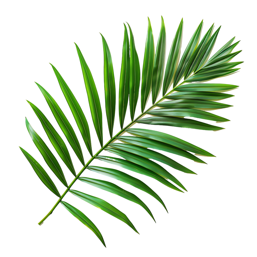 Tropical Tranquility Cutouts of Fresh Green Palm Leaves png