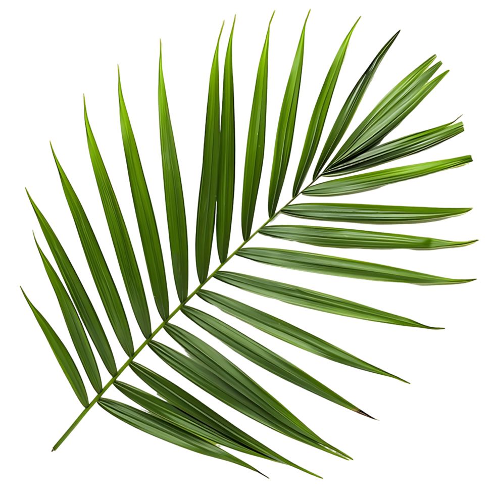 Serene Cutouts of Fresh Green Palm Leaves png