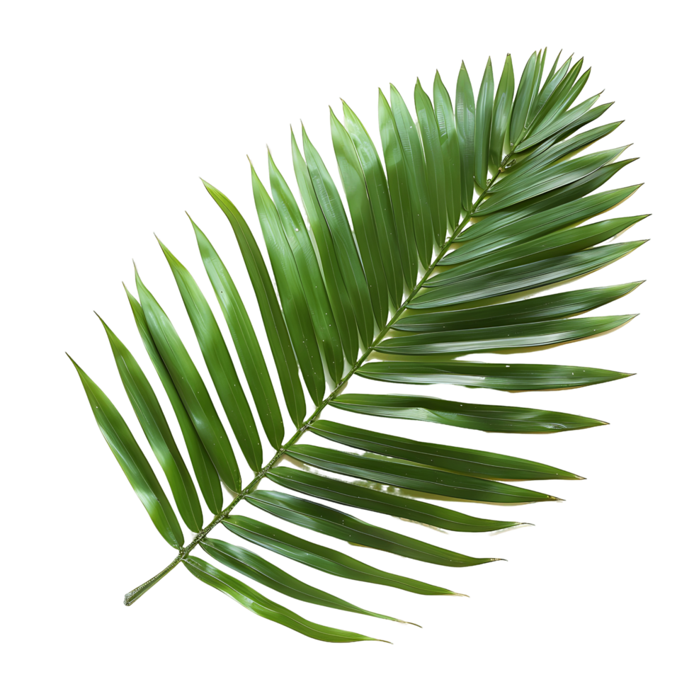 Refreshing Cutouts of Green Palm Fronds png