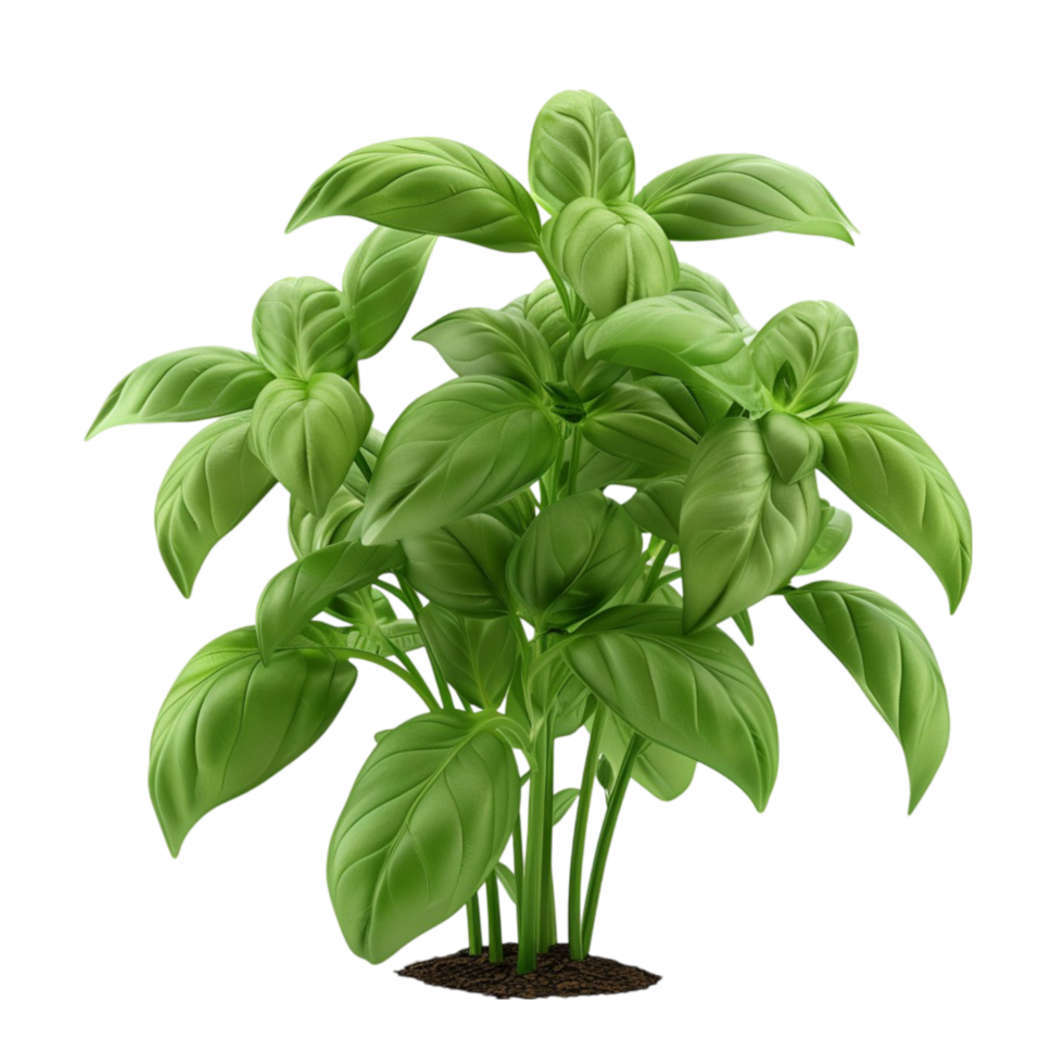 basilico pianta su trasparente sfondo ai-generato png