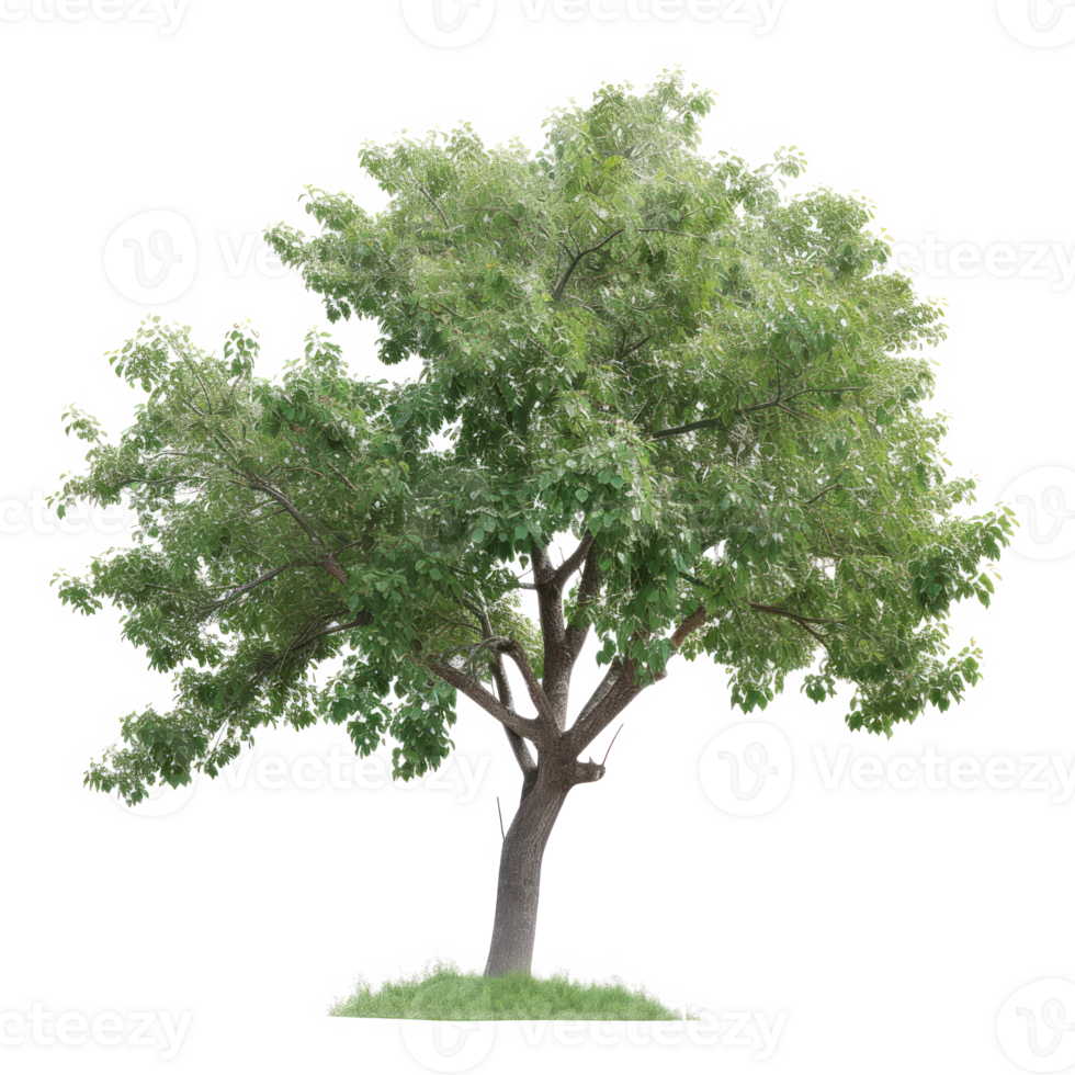 Green tree on a transparent background png