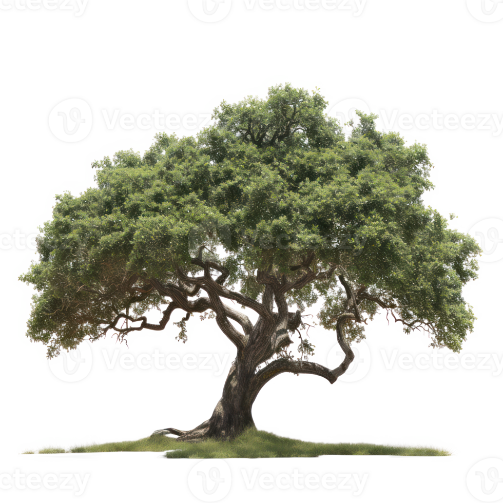 Green tree on a transparent background png