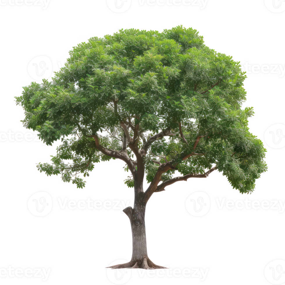 Green tree on a transparent background png