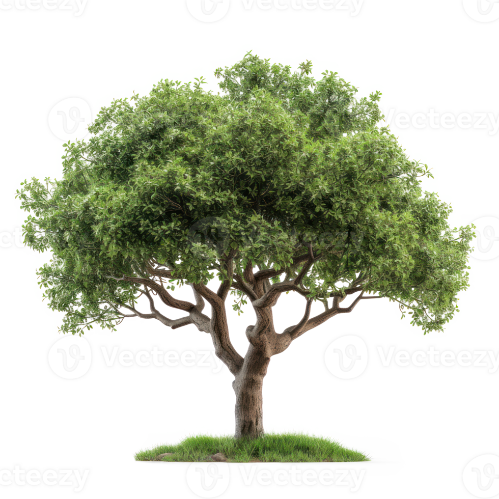 Green tree on a transparent background png