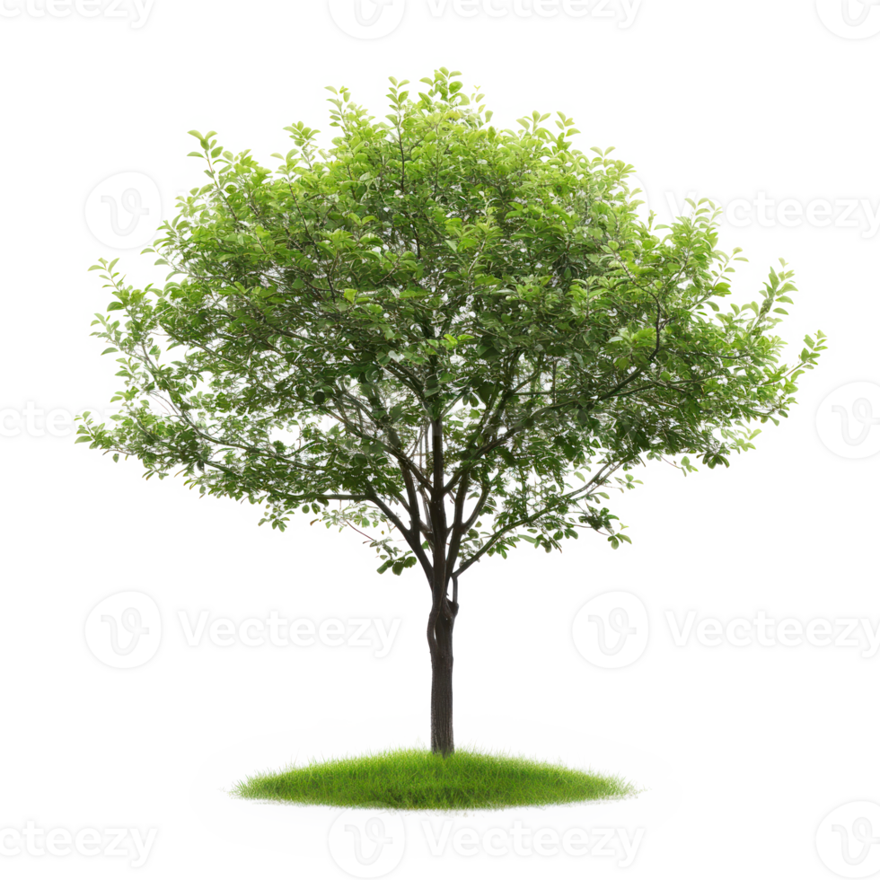 Green tree on a transparent background png