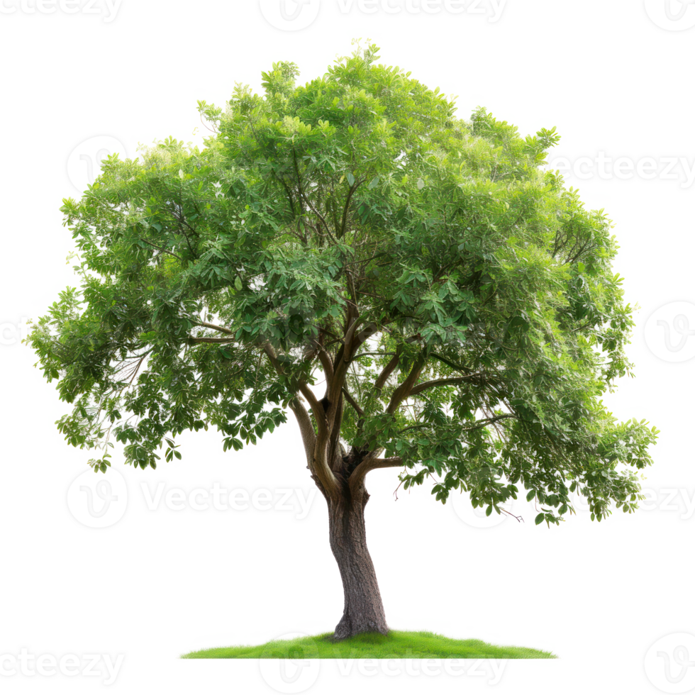Green tree on a transparent background png