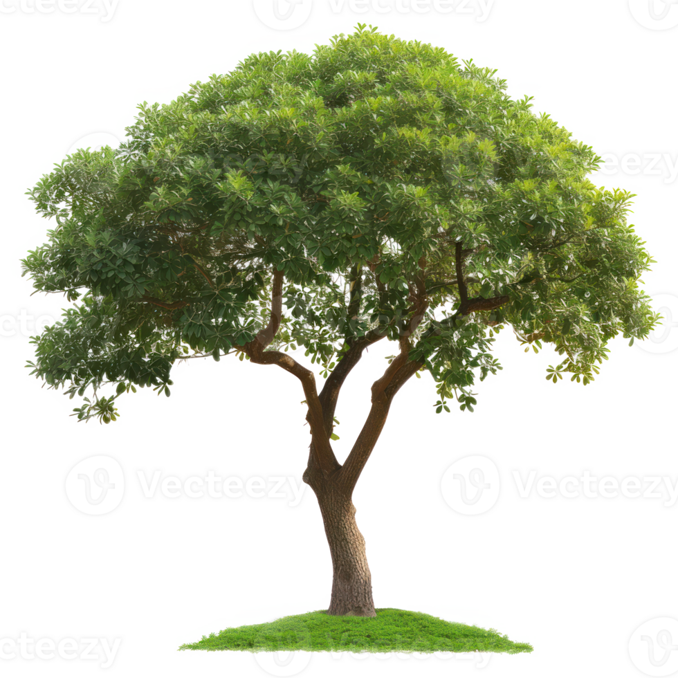 Green tree on a transparent background png
