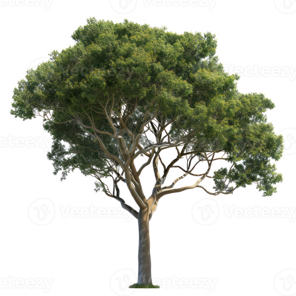 Green tree on a transparent background png
