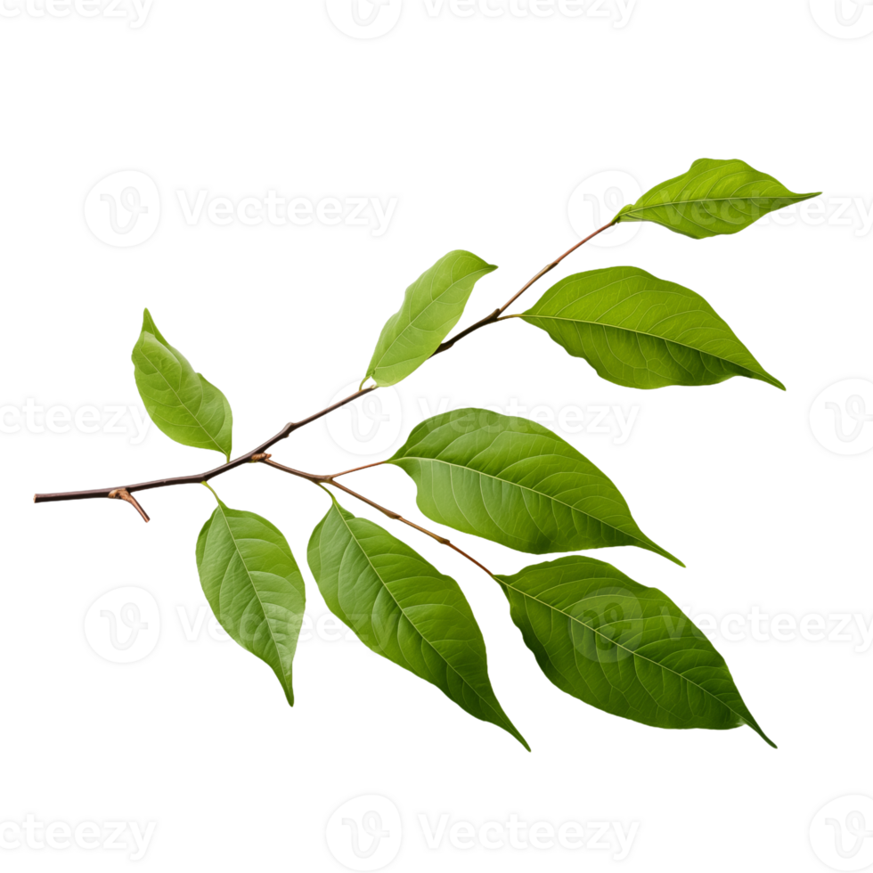 Detailed close-up of vibrant green leaves on a branch isolated on background png
