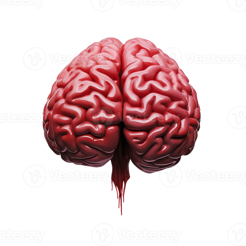 3D Illustration of Human Brain Highlighting its Complex Structure and Anatomy for Education and Health png