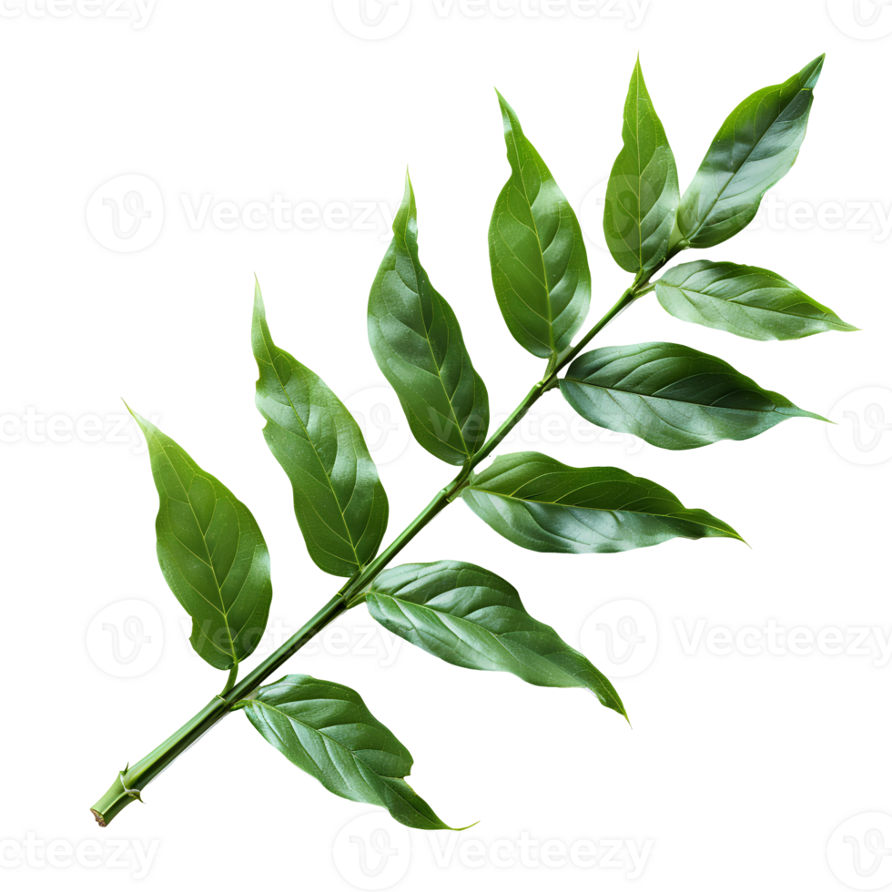 Bamboo leaf. Green luscious bamboo leaf as panda food. Lance-shaped leaf isolated. Green bamboo leaf top view flat lay isolated png