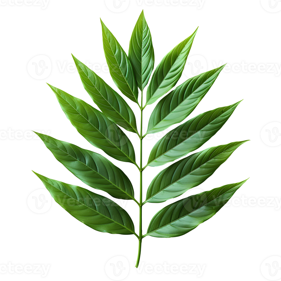 Bamboo leaf. Green luscious bamboo leaf as panda food. Lance-shaped leaf isolated. Green bamboo leaf top view flat lay isolated png