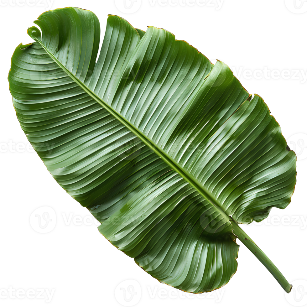 Banana leaf. Green rectangular shaped leaf isolated. Green exotic banana leaf top view. Tropical leaf from banana tree png
