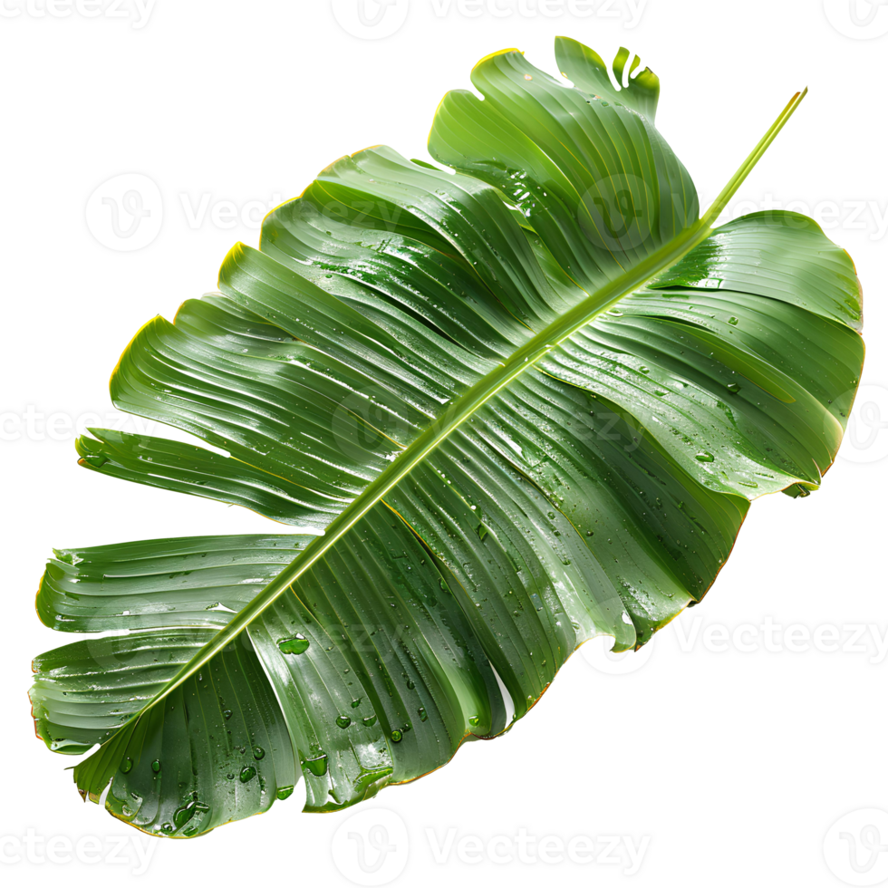 Banana leaf. Green rectangular shaped leaf isolated. Green exotic banana leaf top view. Tropical leaf from banana tree png