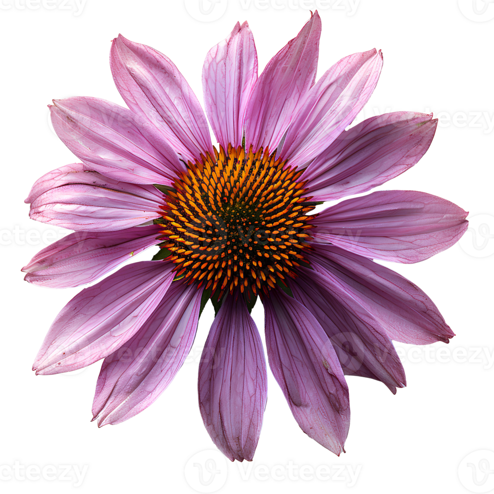 Purple coneflower. Echinacea flower top view. Purple coneflower from daisy family flat lay isolated. Purple flower during summertime bloom png