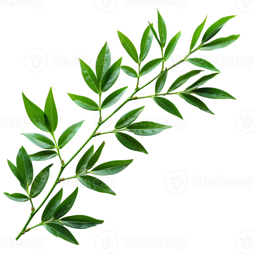 Bamboo leaf. Green luscious bamboo leaf as panda food. Lance-shaped leaf isolated. Green bamboo leaf top view flat lay isolated png