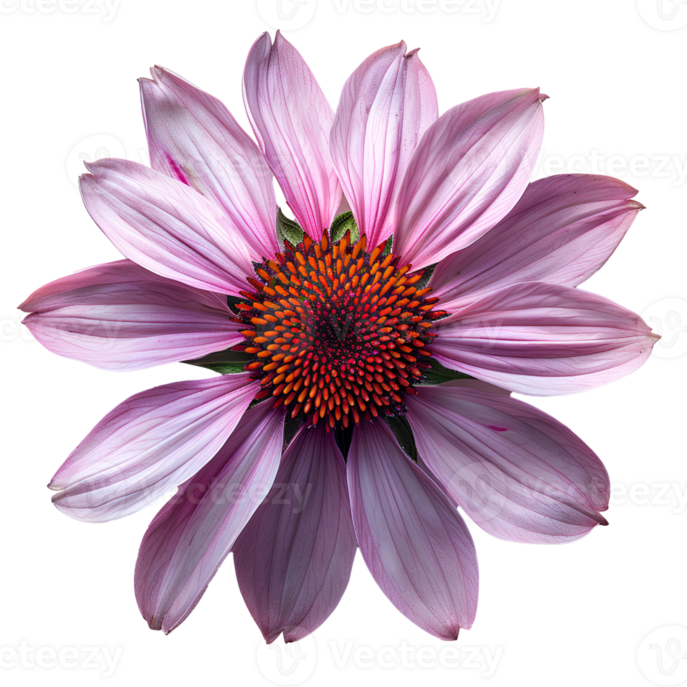Purple coneflower. Echinacea flower top view. Purple coneflower from daisy family flat lay isolated. Purple flower during summertime bloom png