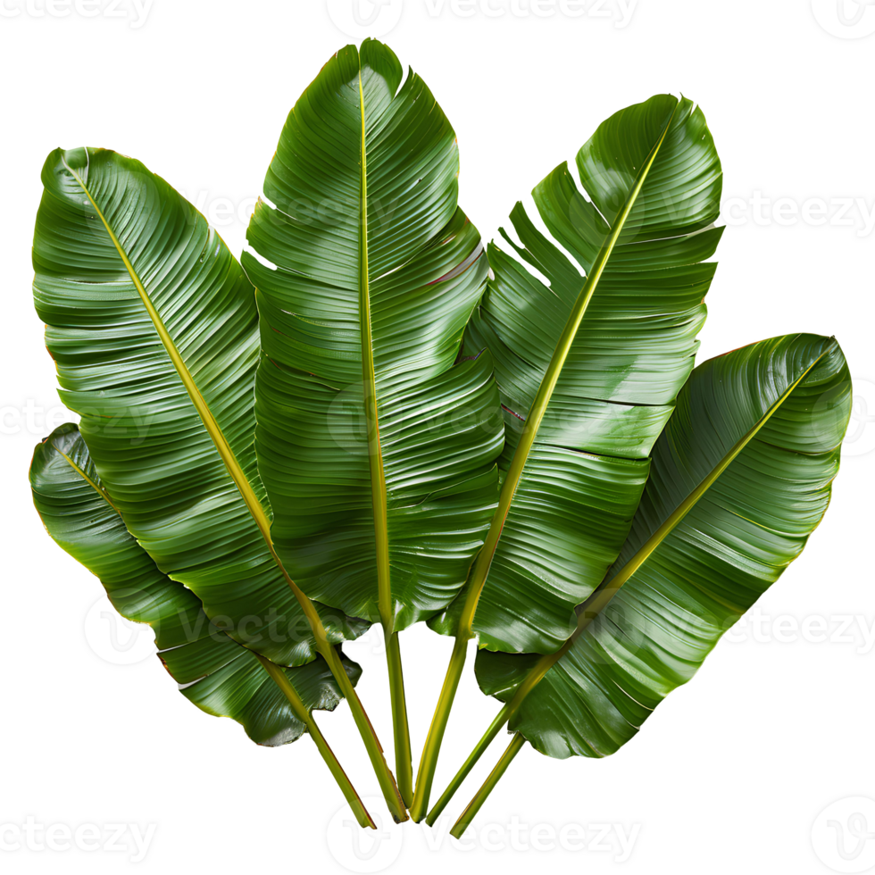 Banana leaf. Green rectangular shaped leaf isolated. Green exotic banana leaf top view. Tropical leaf from banana tree png