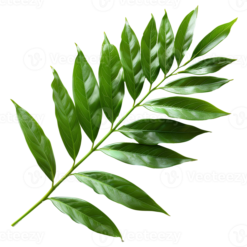 Bamboo leaf. Green luscious bamboo leaf as panda food. Lance-shaped leaf isolated. Green bamboo leaf top view flat lay isolated png