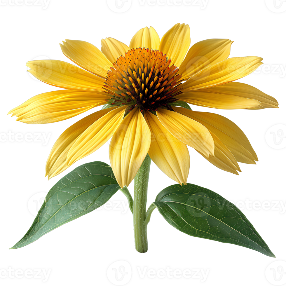 Yellow coneflower. Echinacea flower top view. Yellow coneflower from daisy family flat lay isolated. Yellow flower during summertime bloom png