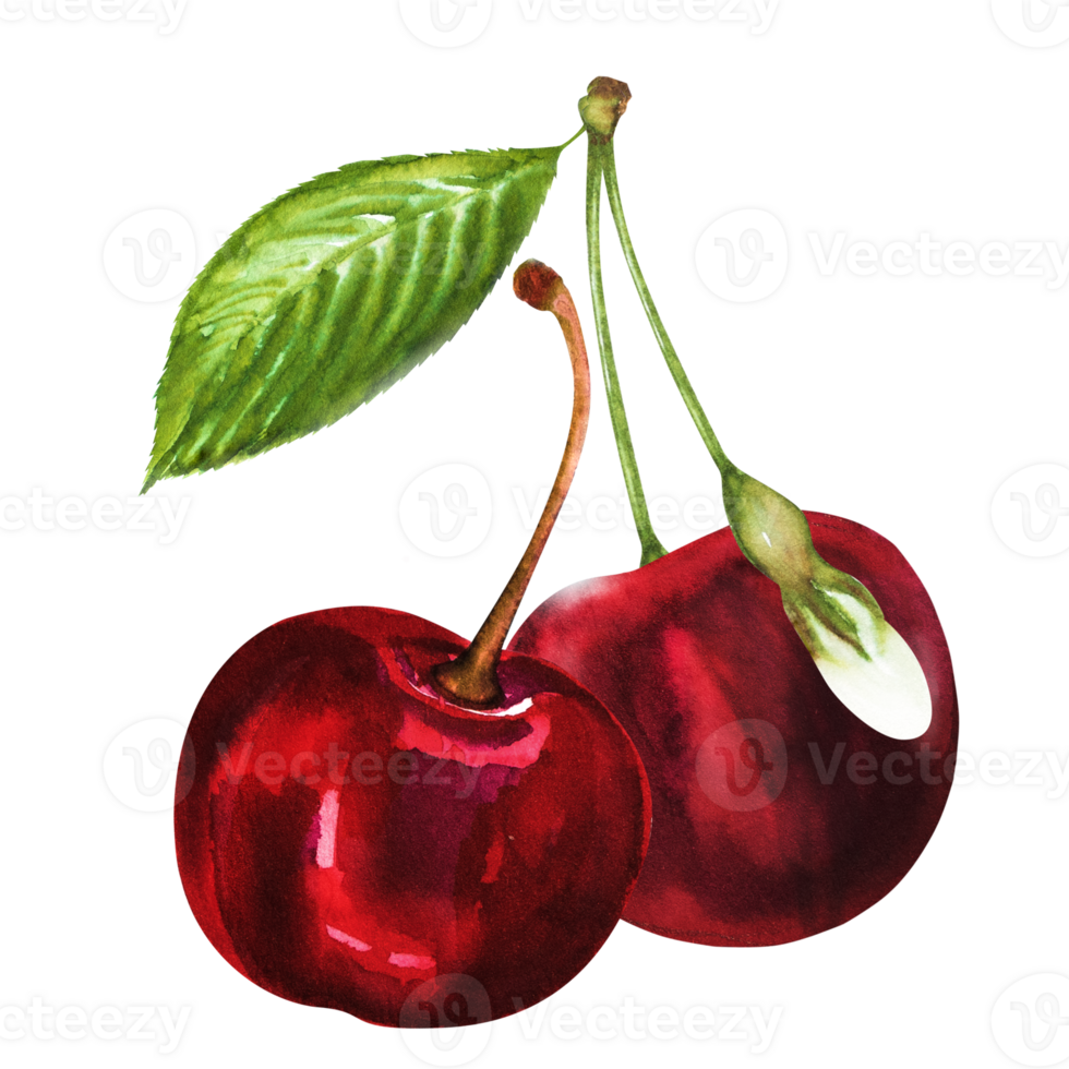 Watercolor illustration of a ripe juicy cherry with a leaf and a white flower. Hand drawn cherry on a stem with a leaf and flower. png