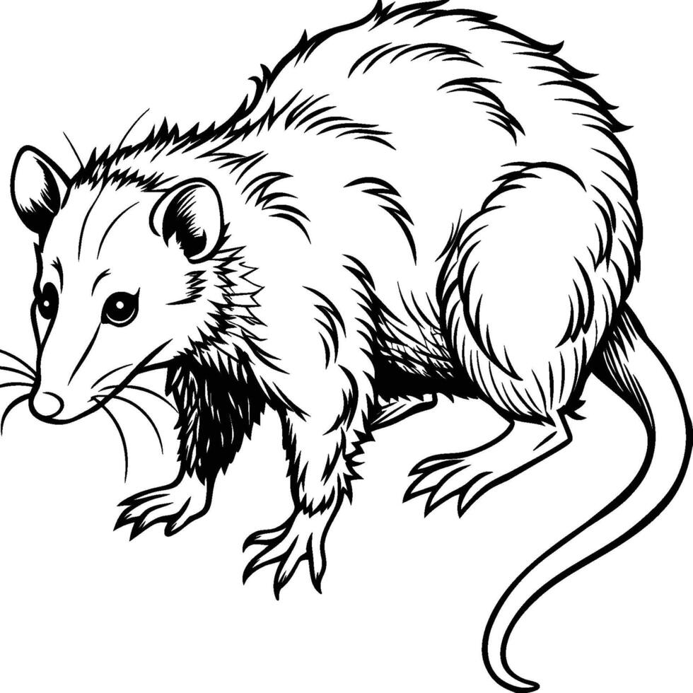 Opossum line art on white background. Animal coloring pages. opossum silhouette vector