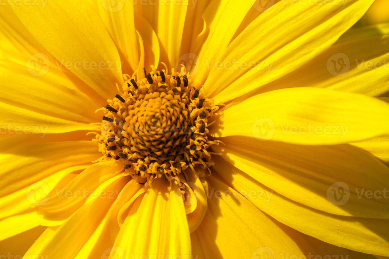 Closeup view of yellow flowers illuminated by the sunlight photo