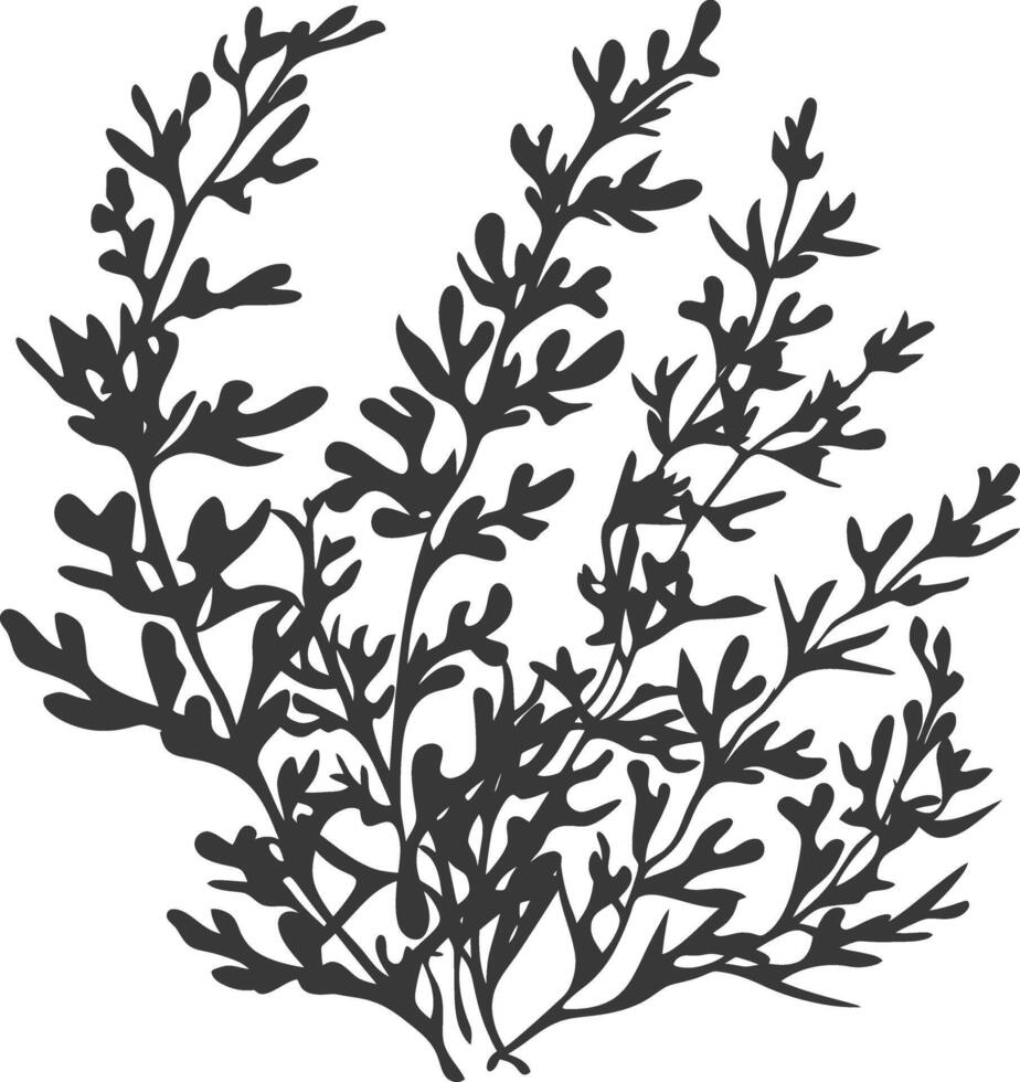 Silhouette seaweed plant black color only vector