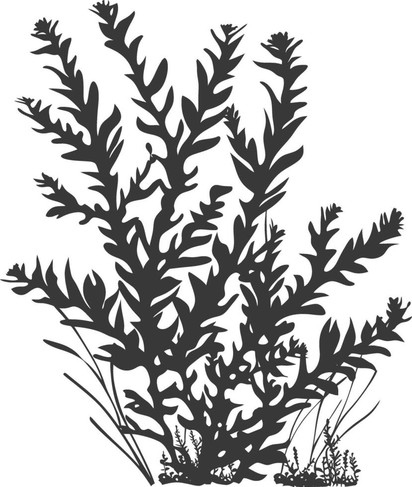 Silhouette seaweed plant black color only vector
