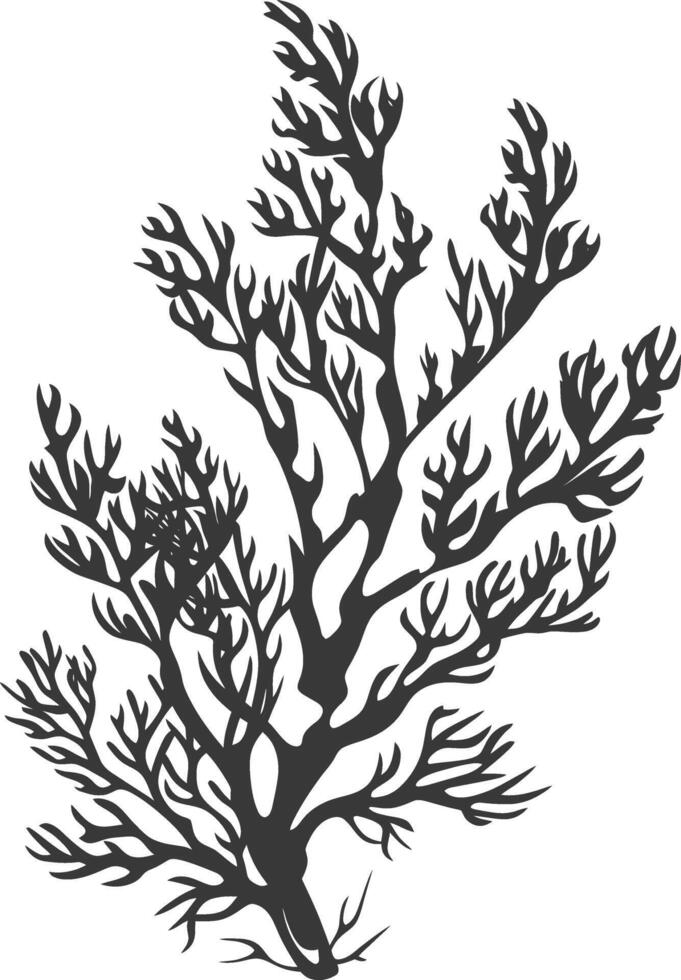 Silhouette seaweed plant black color only vector