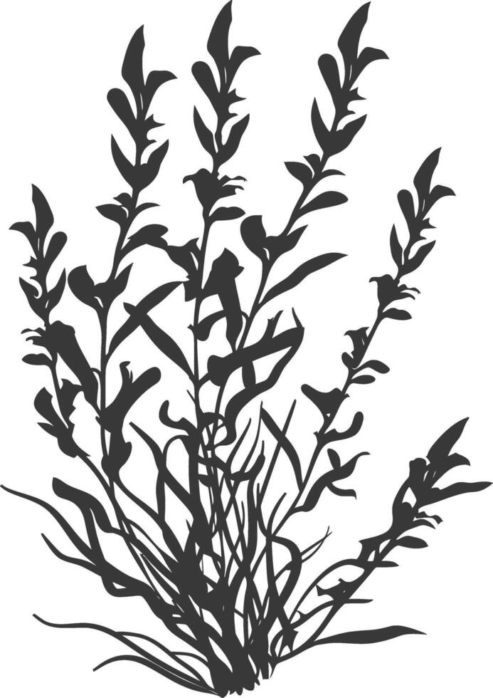 Silhouette seaweed plant black color only vector