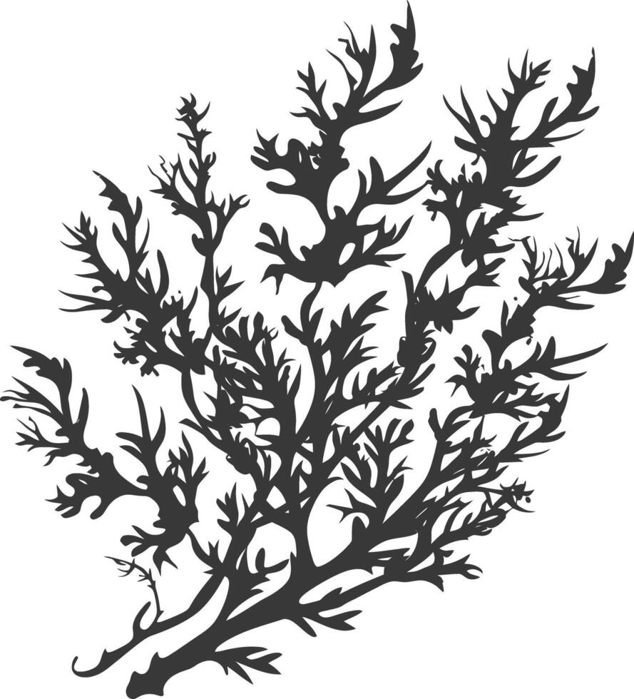Silhouette seaweed plant black color only vector
