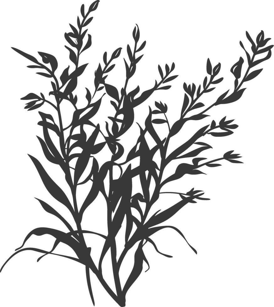 Silhouette seaweed plant black color only vector