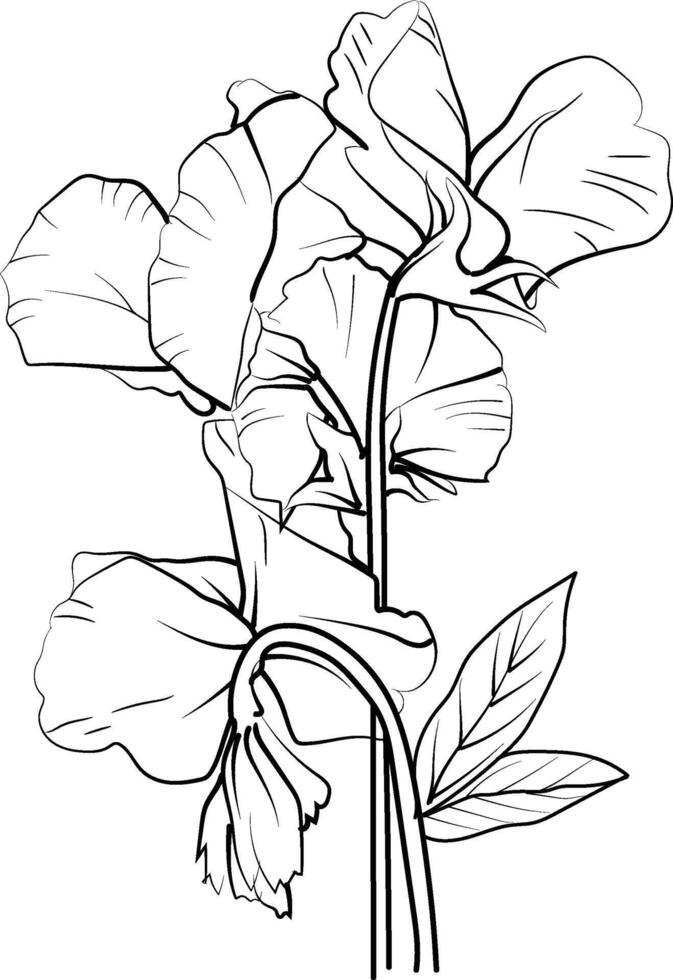 Nature's Fragrant Treasures In the Garden of Sweet Peas flower, botanical sweet pea flower stock outline, sweet pea flower sketch, hand-drawn sweet pea flower with leaves clip art vector