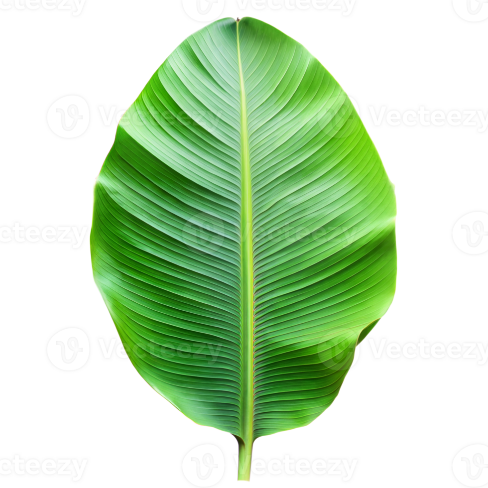 Close-up of a single vibrant green banana leaf with detailed veins on a transparent background png